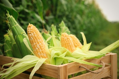 Wooden crate with fresh ripe corn on field