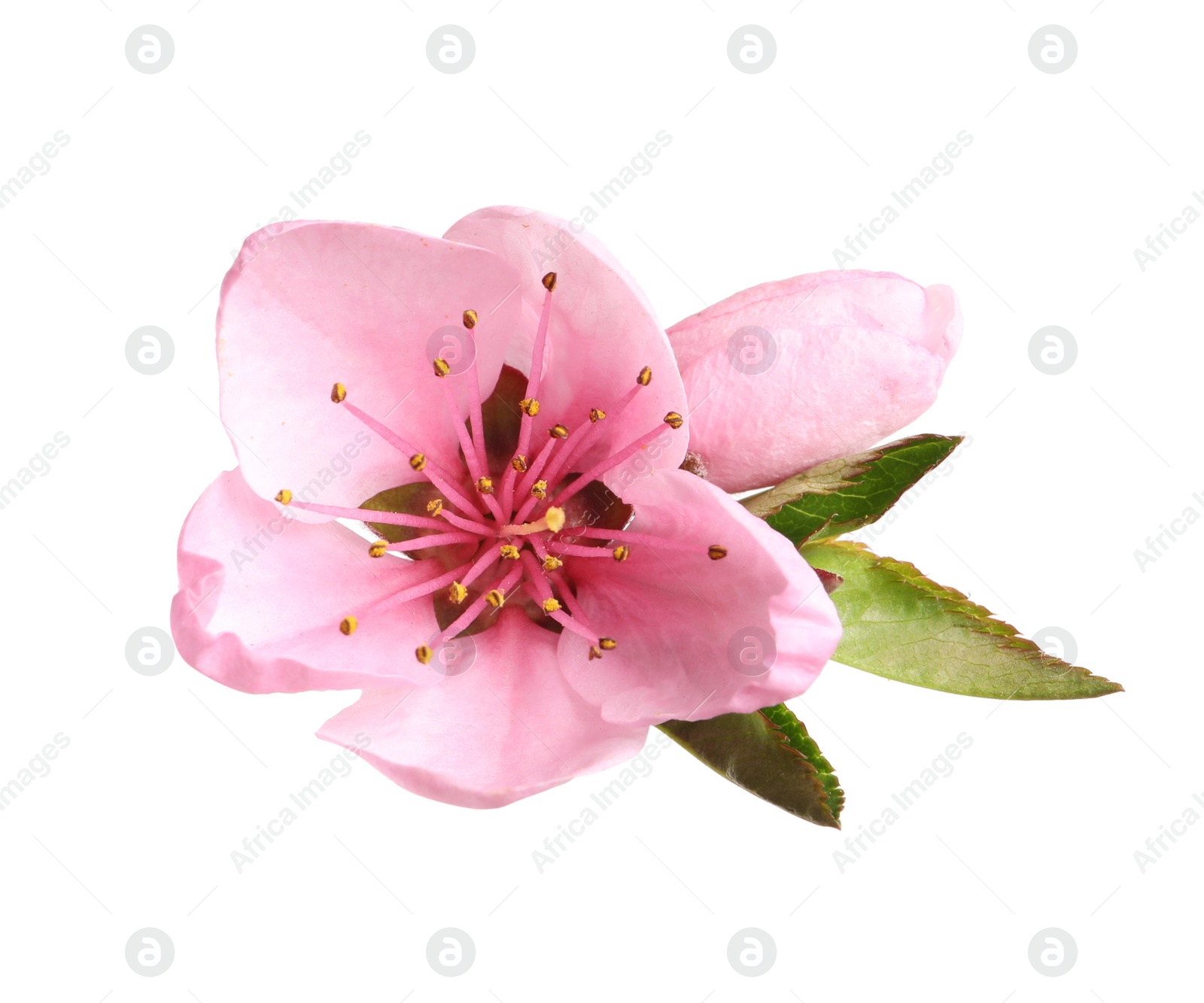 Photo of Beautiful sakura tree flower isolated on white