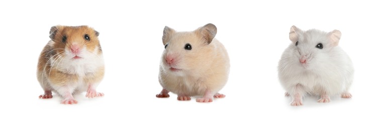 Image of Set with cute funny hamsters on white background. Banner design