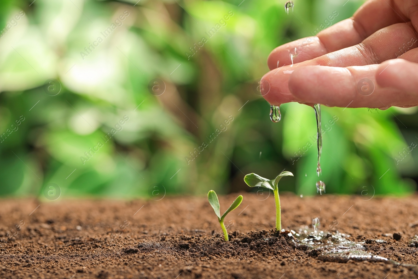 Photo of Young woman watering little seedlings against blurred background, closeup