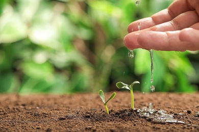 Photo of Young woman watering little seedlings against blurred background, closeup