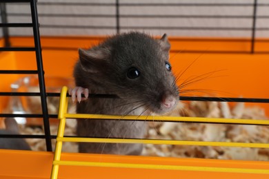 Photo of Cute dark grey rat escaping cage, closeup