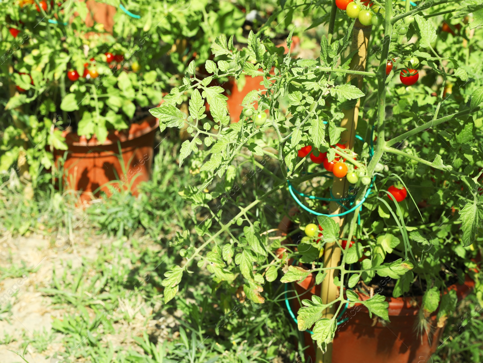 Photo of Beautiful ripe tomatoes on bush in garden