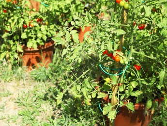 Photo of Beautiful ripe tomatoes on bush in garden