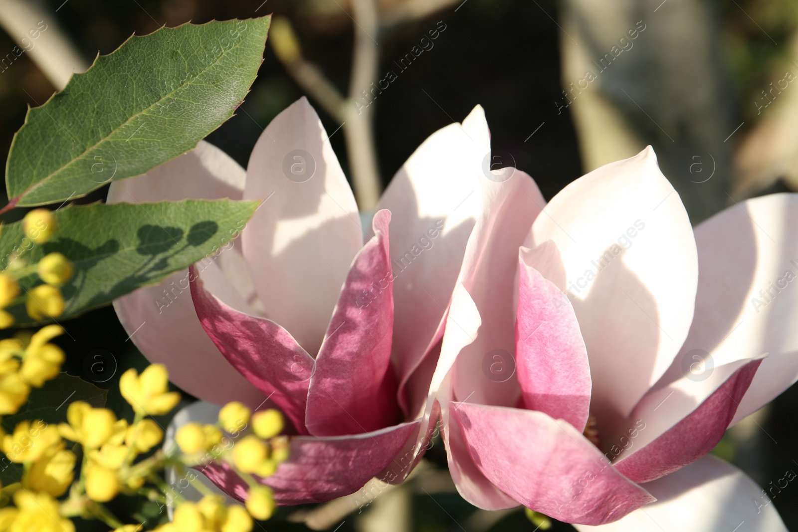 Photo of Closeup view of blossoming magnolia tree outdoors on spring day