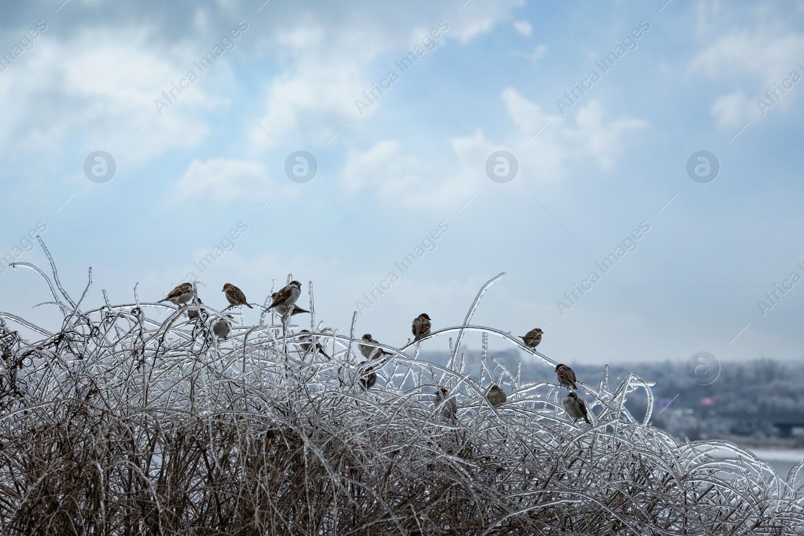 Photo of Flock of sparrows on shrubs covered in ice glaze outdoors. Cold winter day