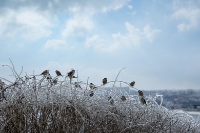 Flock of sparrows on shrubs covered in ice glaze outdoors. Cold winter day