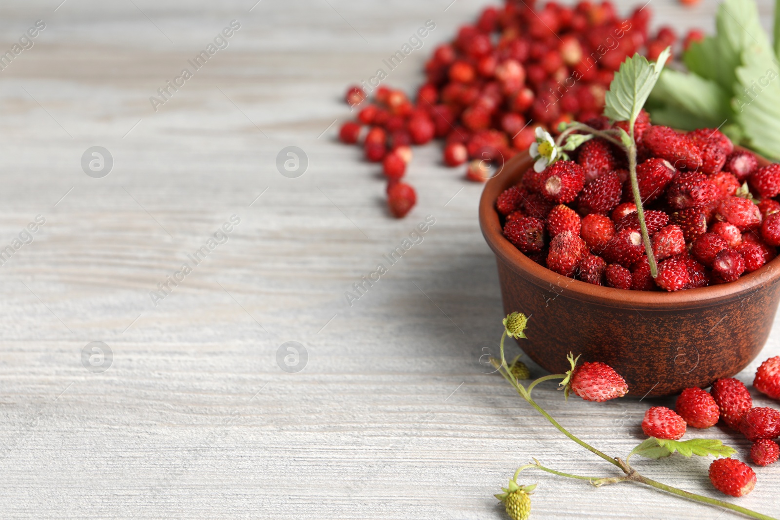 Photo of Fresh wild strawberries, flower and leaves on white wooden table. Space for text