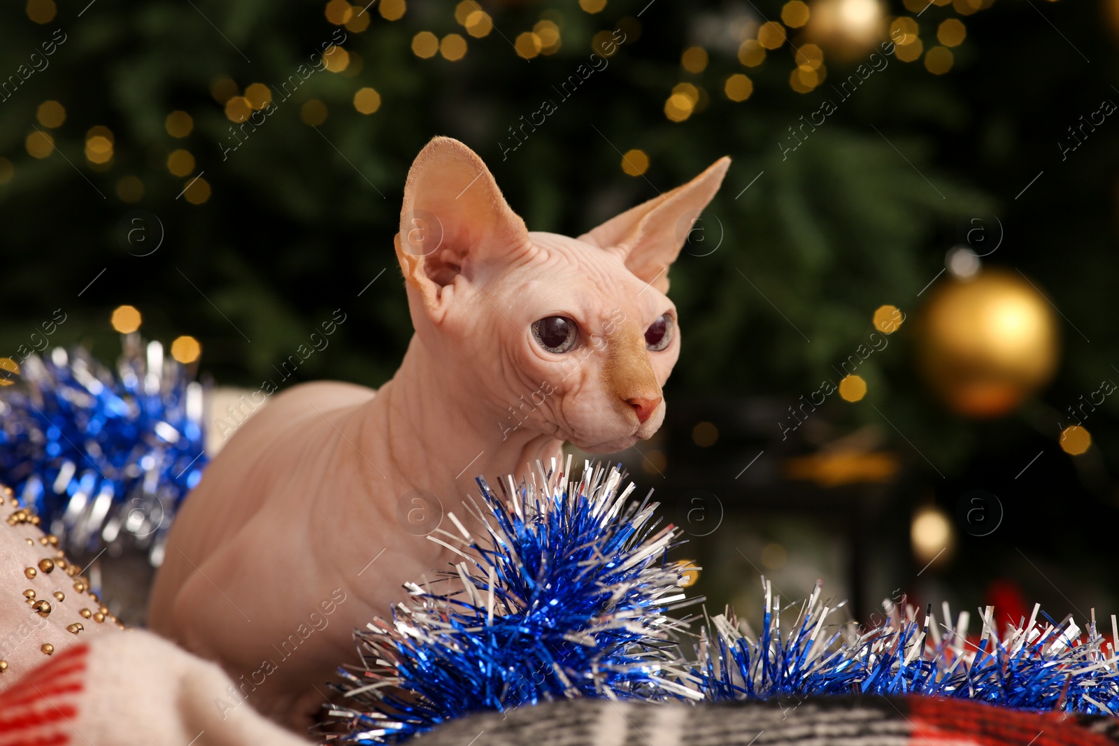 Photo of Adorable Sphynx cat with colorful tinsel indoors