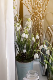Photo of Blooming snowdrops on window sill indoors. First spring flowers