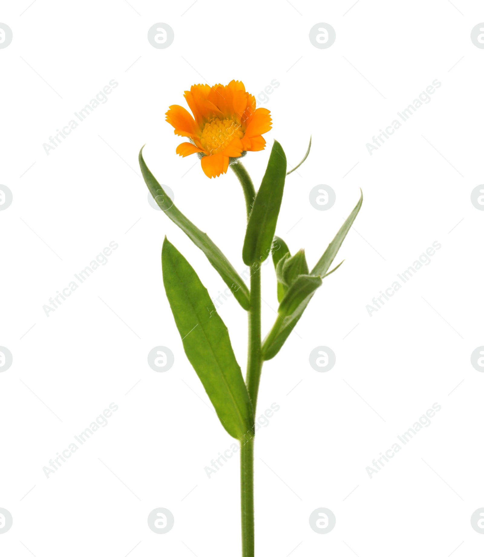 Photo of Beautiful delicate calendula bud isolated on white