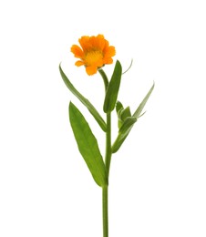 Photo of Beautiful delicate calendula bud isolated on white