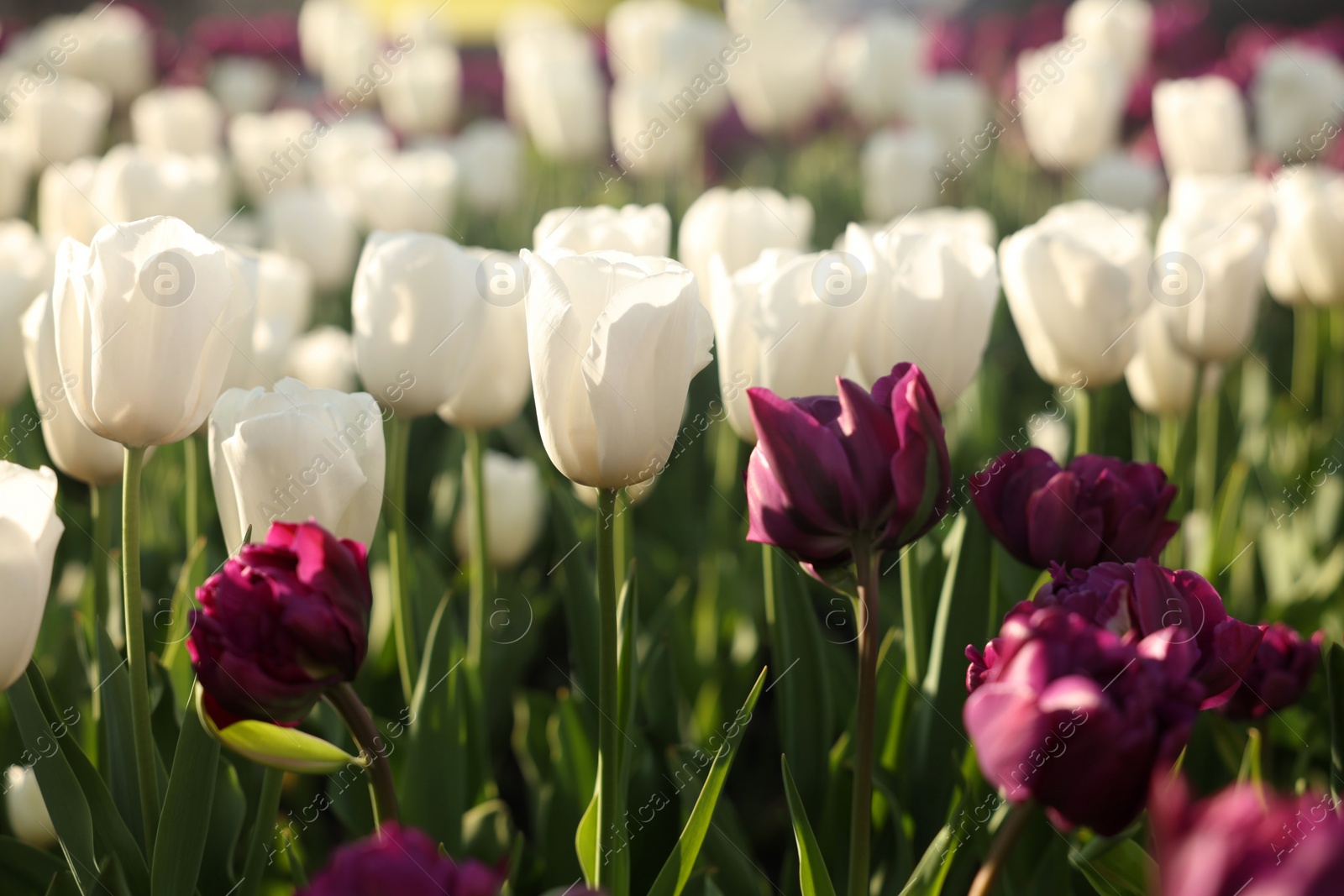 Photo of Beautiful colorful tulips growing in flower bed