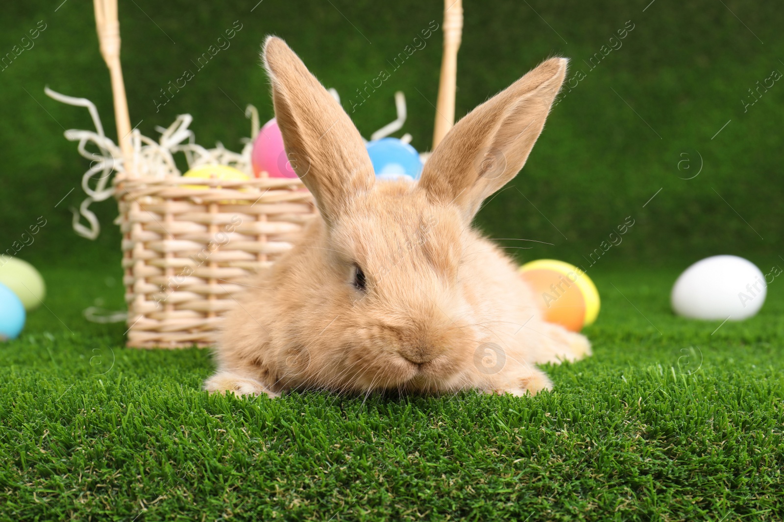 Photo of Adorable furry Easter bunny near wicker basket and dyed eggs on green grass