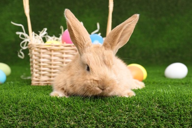 Adorable furry Easter bunny near wicker basket and dyed eggs on green grass