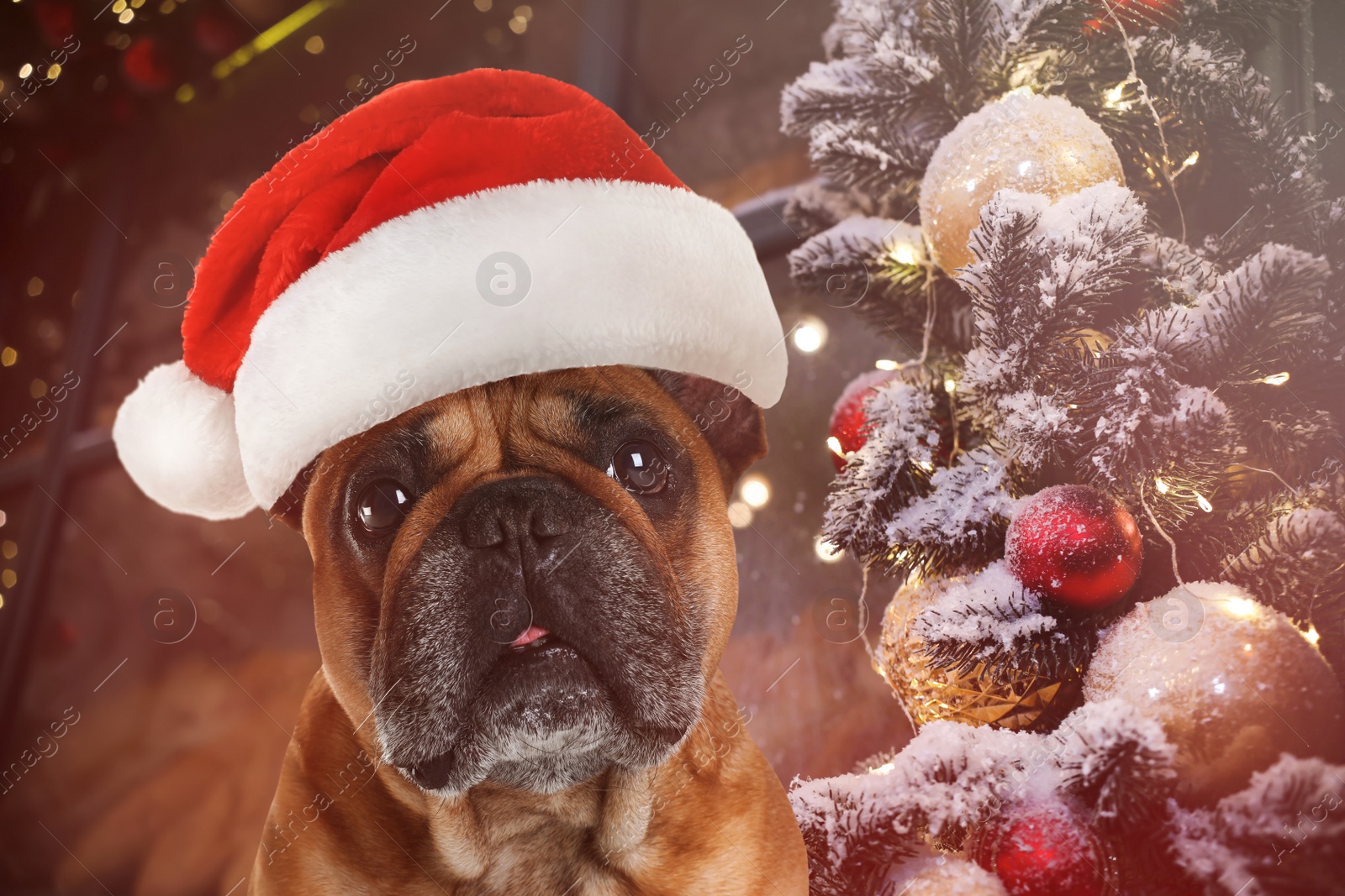 Image of Cute French bulldog with Santa hat near Christmas decorations. Lovely dog