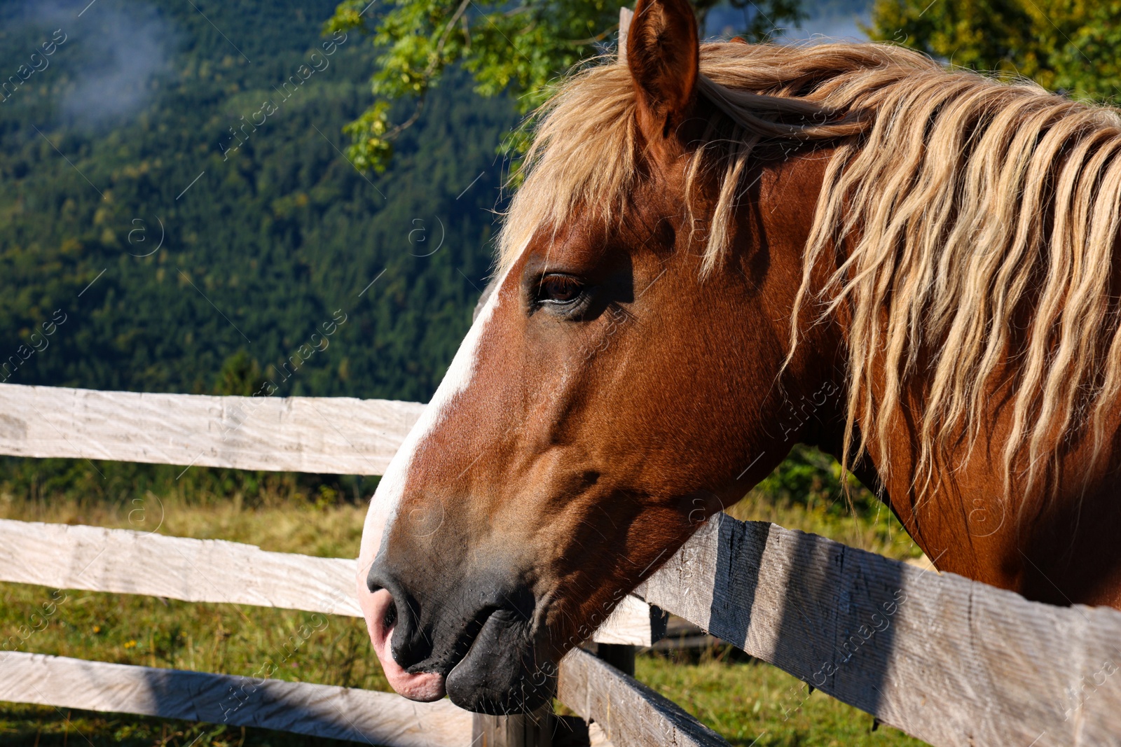 Photo of Cute horse near fence outdoors. Lovely domesticated pet