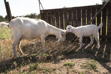 Photo of Cute domestic goats on farm. Animal husbandry