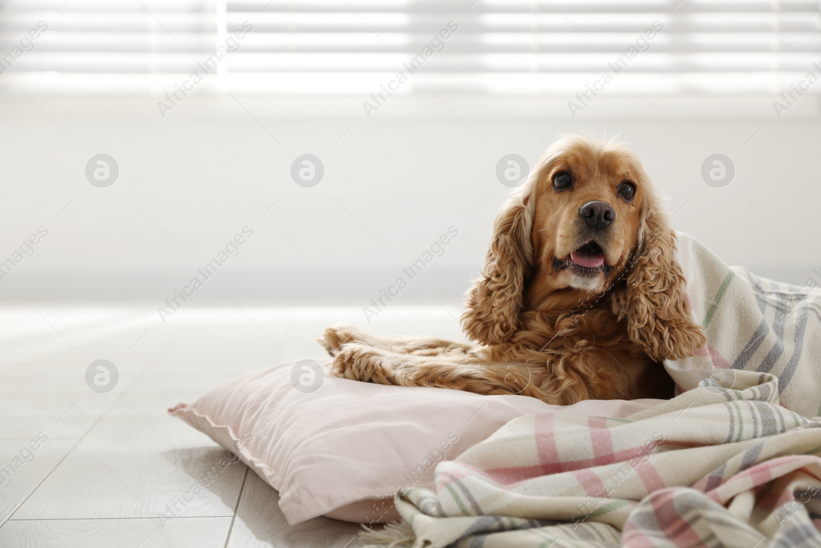 Photo of Cute English cocker spaniel dog with plaid and pillow on floor. Space for text