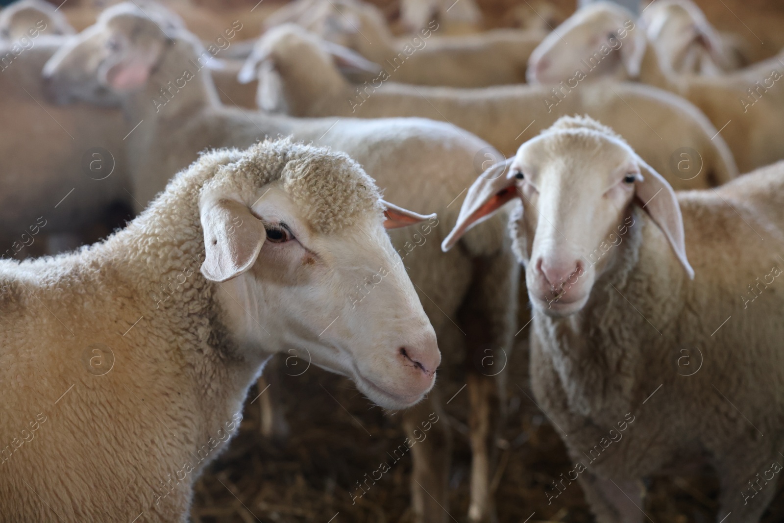 Photo of Many sheep in barn on farm. Cute animals