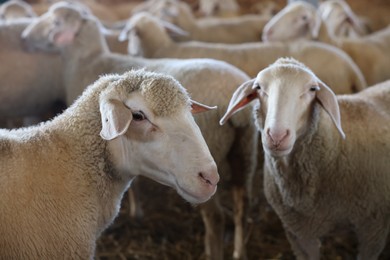 Many sheep in barn on farm. Cute animals