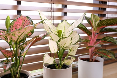 Photo of Beautiful houseplants on wooden window sill indoors, closeup