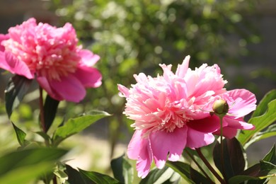 Photo of Beautiful blooming pink peony bush outdoors on sunny day