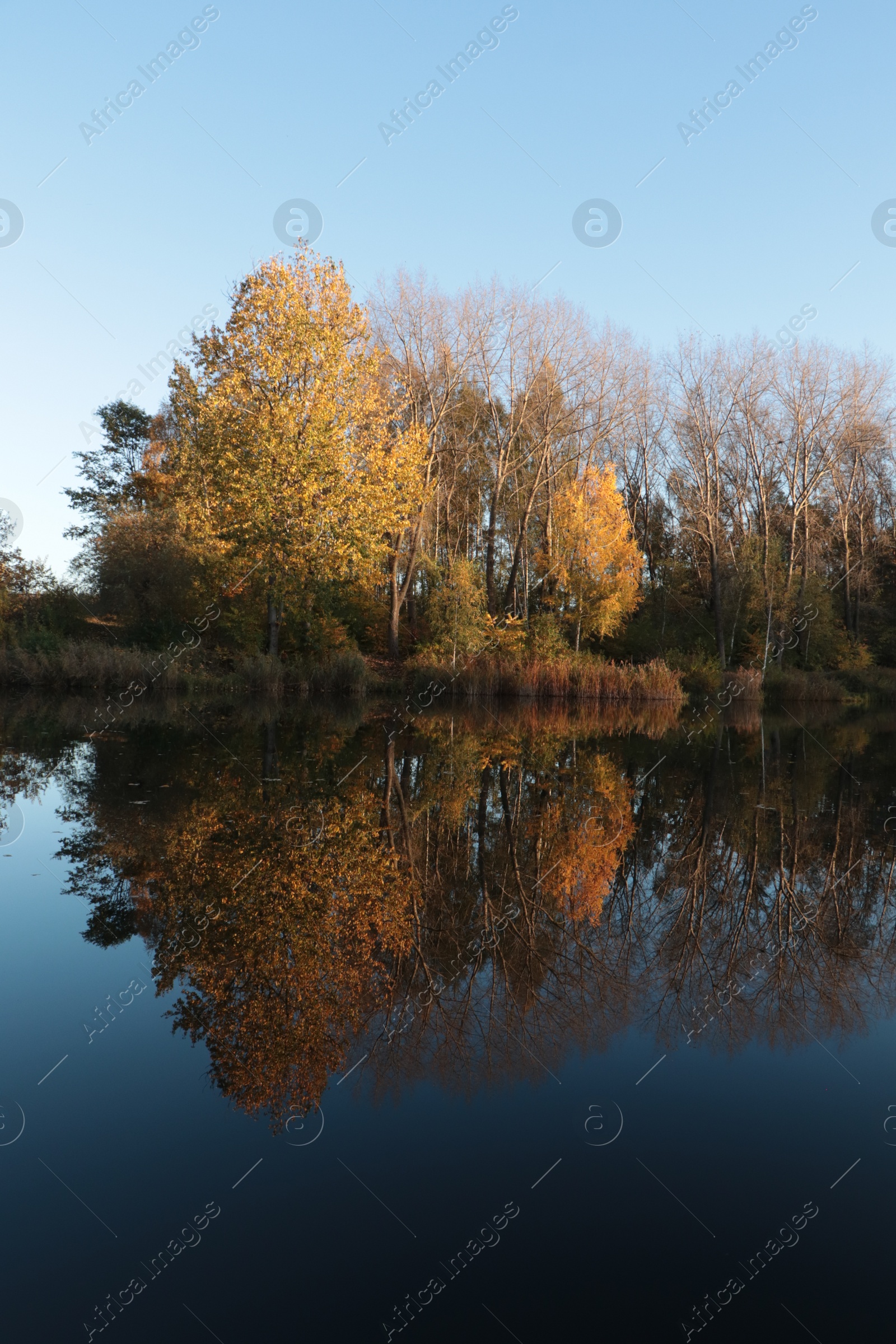 Photo of Picturesque view of lake and trees on autumn day