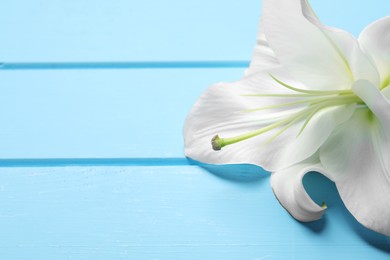 Photo of Beautiful white lily flower on light blue wooden table, closeup. Space for text