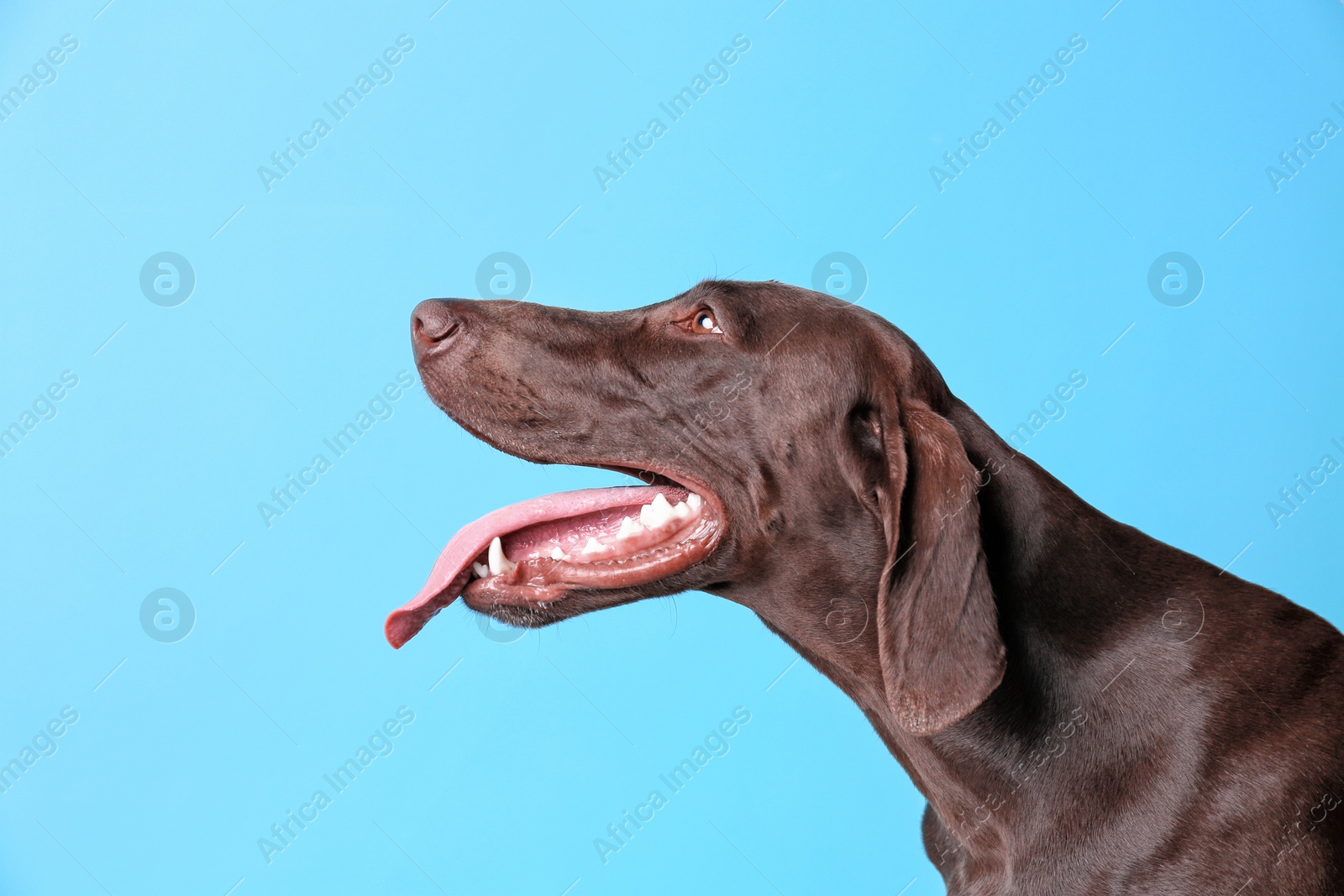 Photo of German Shorthaired Pointer dog on color background