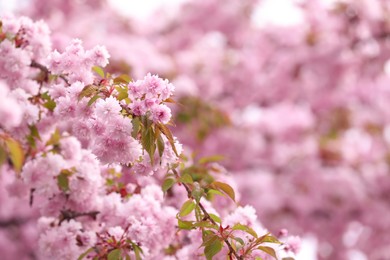 Photo of Beautiful blossoming sakura outdoors on spring day