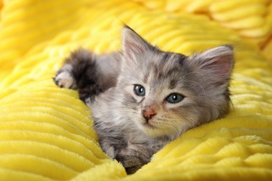 Photo of Cute kitten on soft yellow blanket. Baby animal
