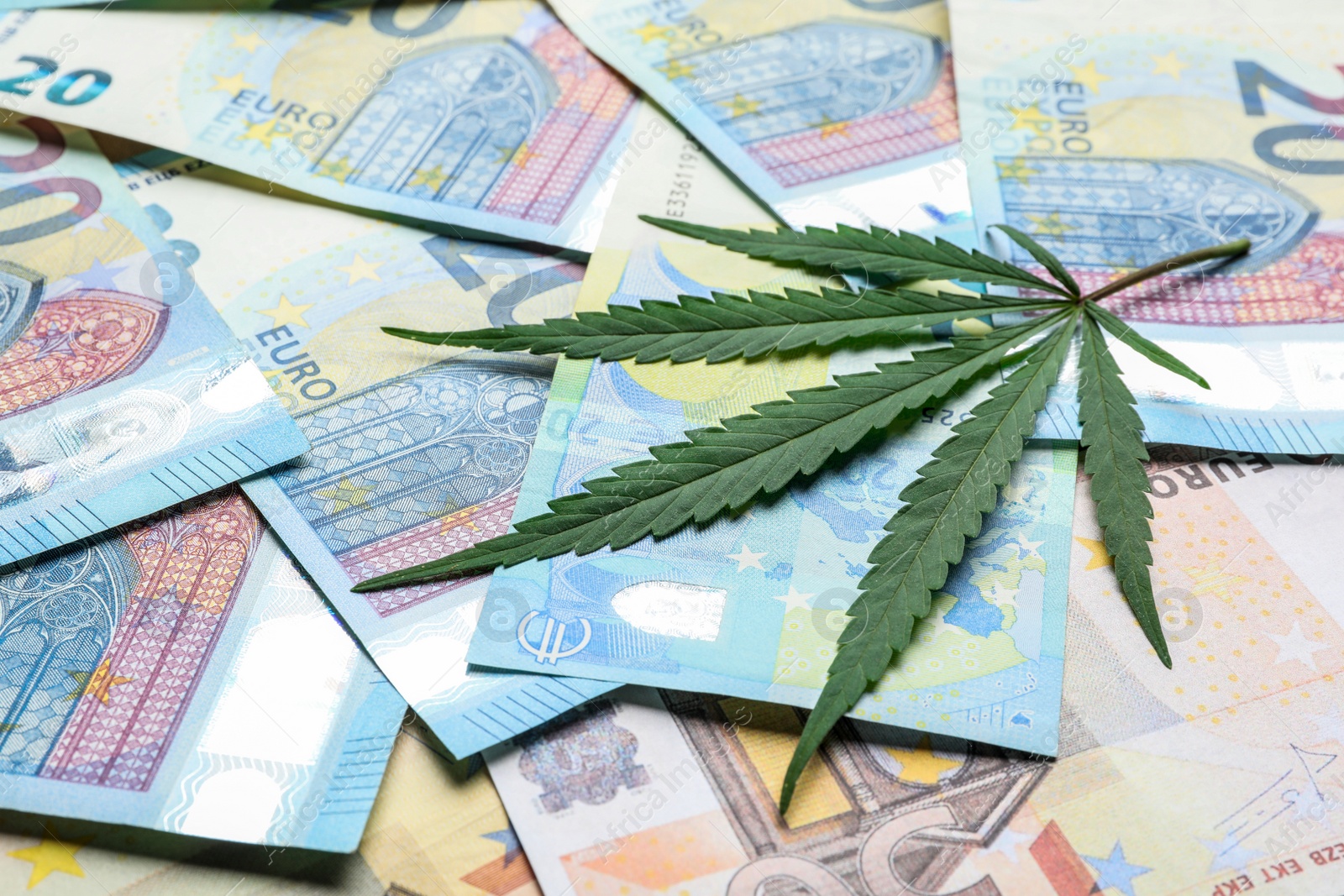 Photo of Leaf of hemp on euro banknotes, closeup