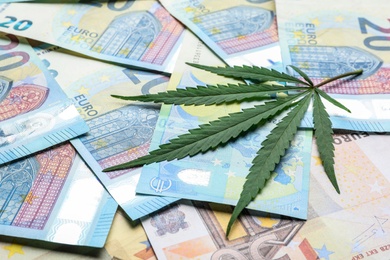 Photo of Leaf of hemp on euro banknotes, closeup