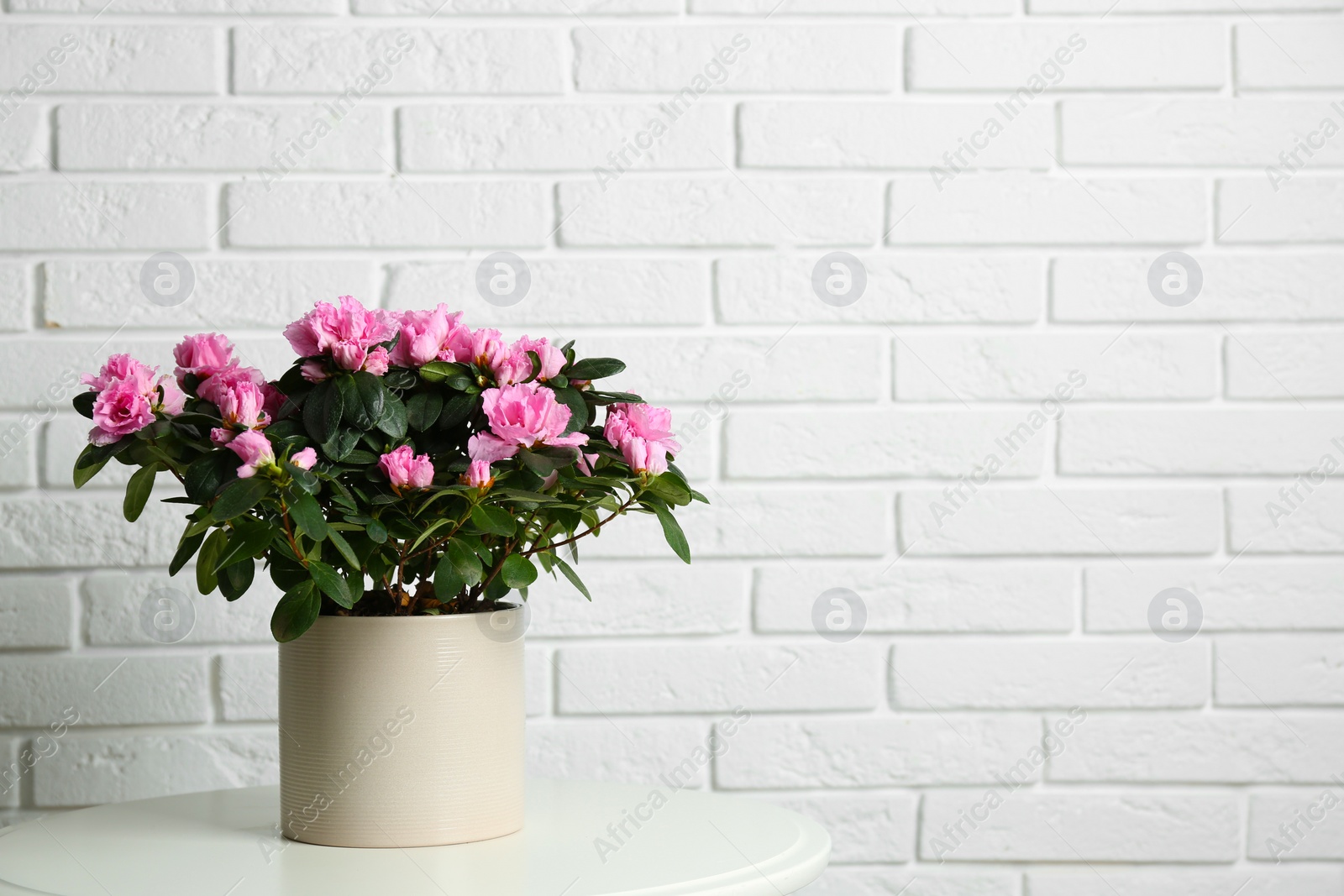 Photo of Beautiful Azalea flower in plant pot on white table against brick wall, space for text. House decor