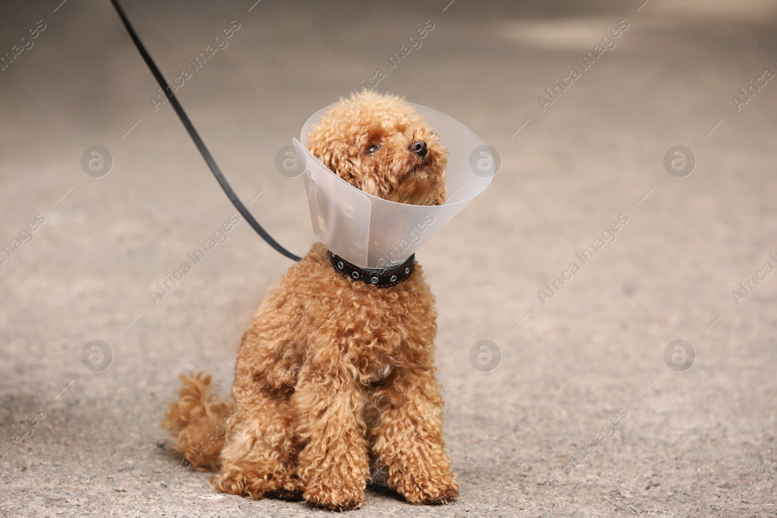Photo of Woman with her cute Maltipoo dog in Elizabethan collar outdoors, closeup. Space for text