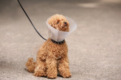 Photo of Woman with her cute Maltipoo dog in Elizabethan collar outdoors, closeup. Space for text