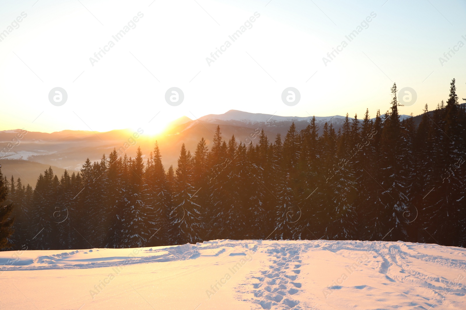 Photo of Picturesque view of conifer forest covered with snow at sunset