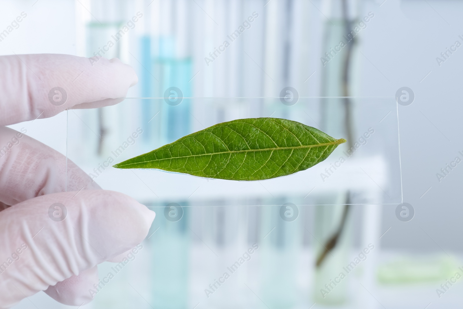 Photo of Scientist holding glass slide with leaf in laboratory, closeup