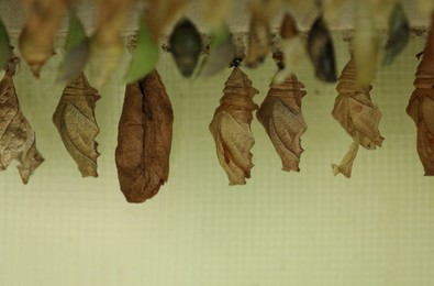 Photo of Many different pupaes at butterfly house, closeup