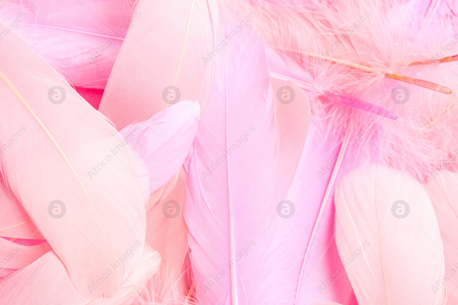 Photo of Many beautiful pink feathers as background, closeup