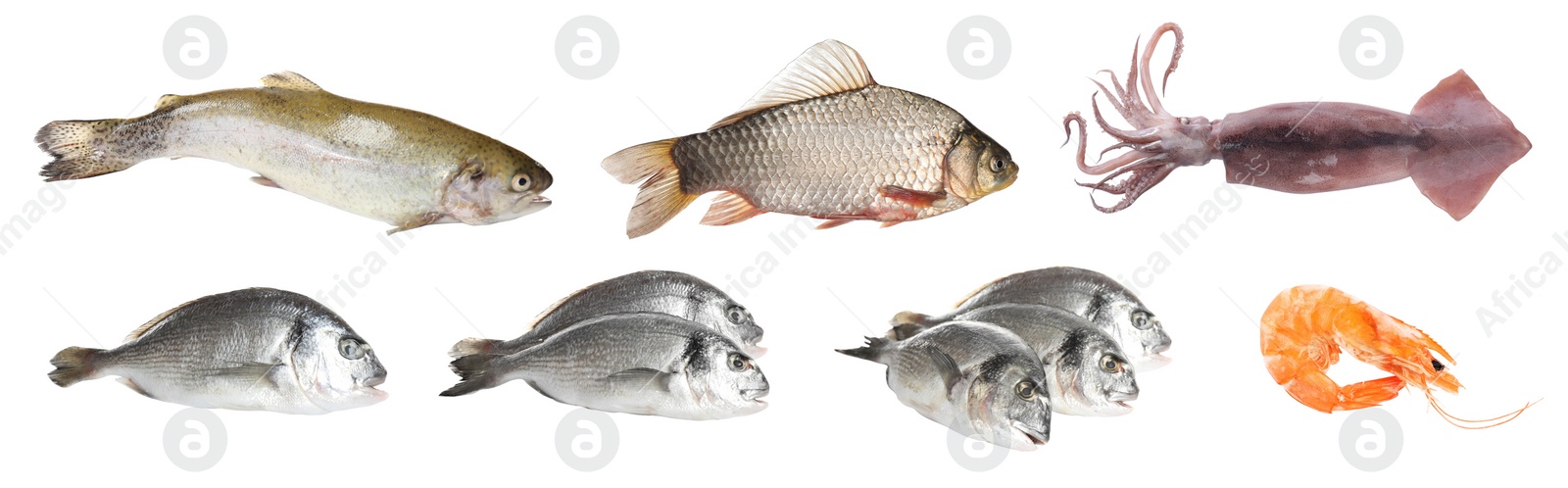 Image of Set with fresh raw dorado fish and other tasty seafood on white background. Banner design