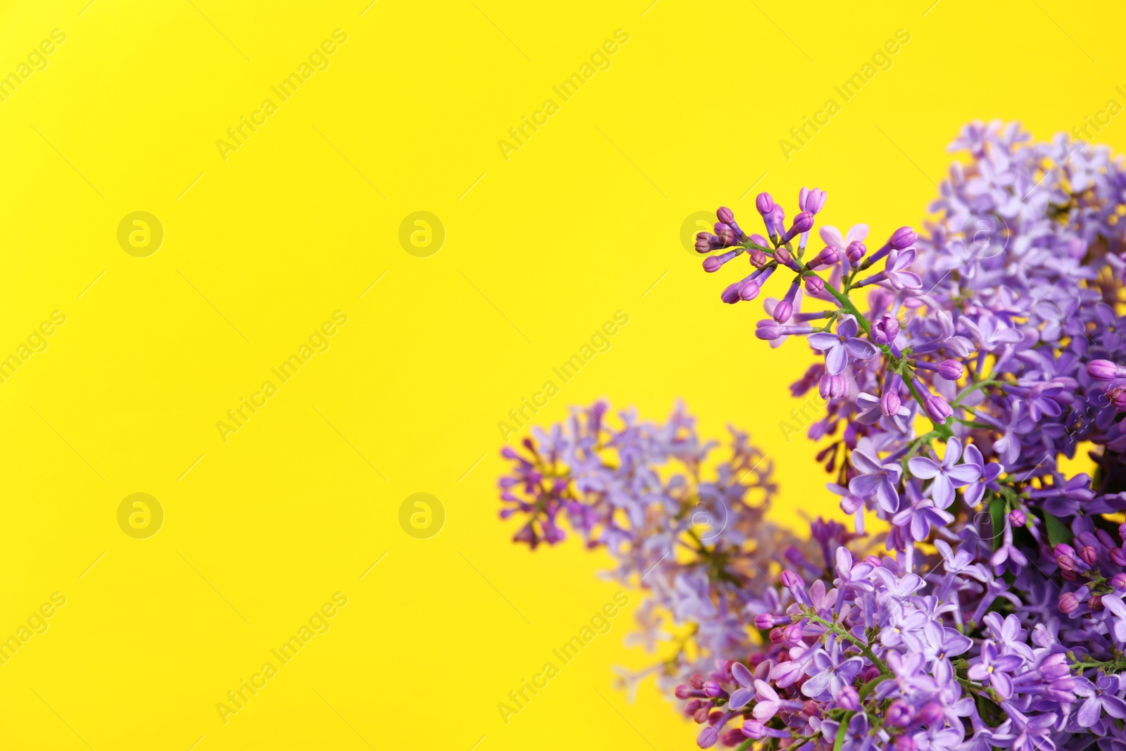 Photo of Blossoming lilac flowers on color background, closeup. Space for text