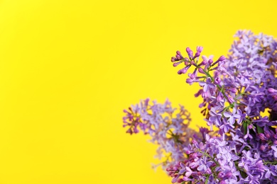 Photo of Blossoming lilac flowers on color background, closeup. Space for text