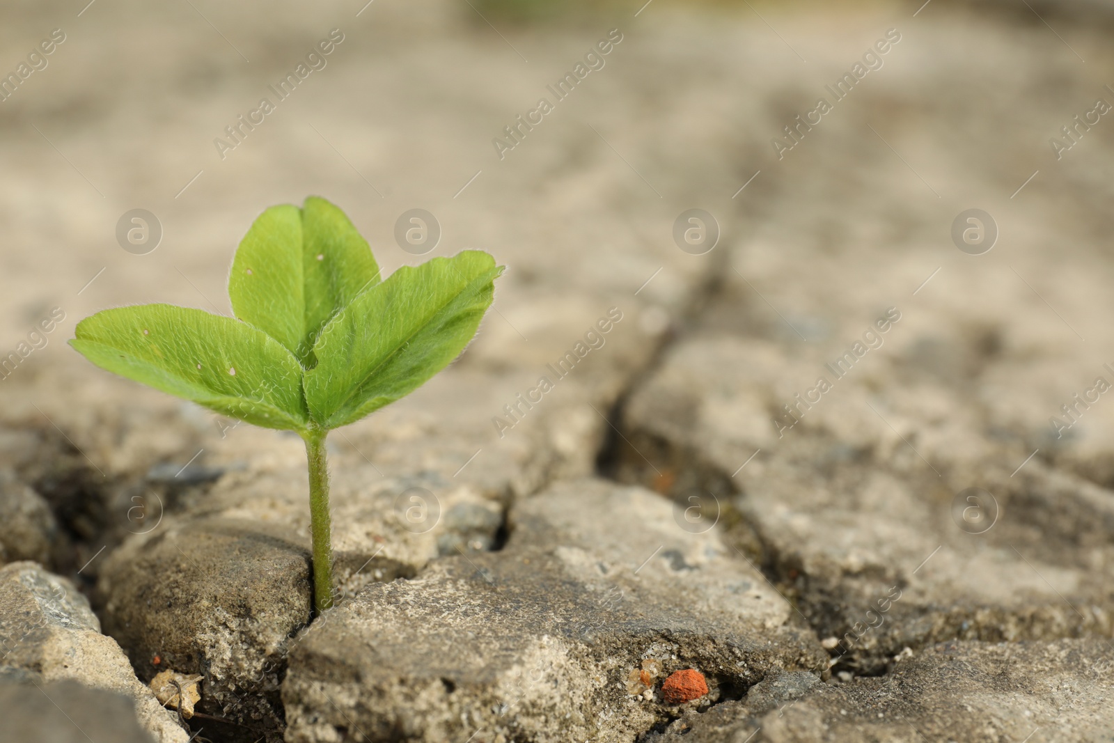 Photo of Green seedling growing in dry soil, space for text. Hope concept