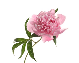 Fragrant bright peony on white background. Beautiful spring flower