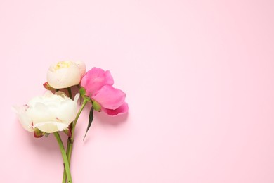 Beautiful peonies on light pink background, flat lay. Space for text