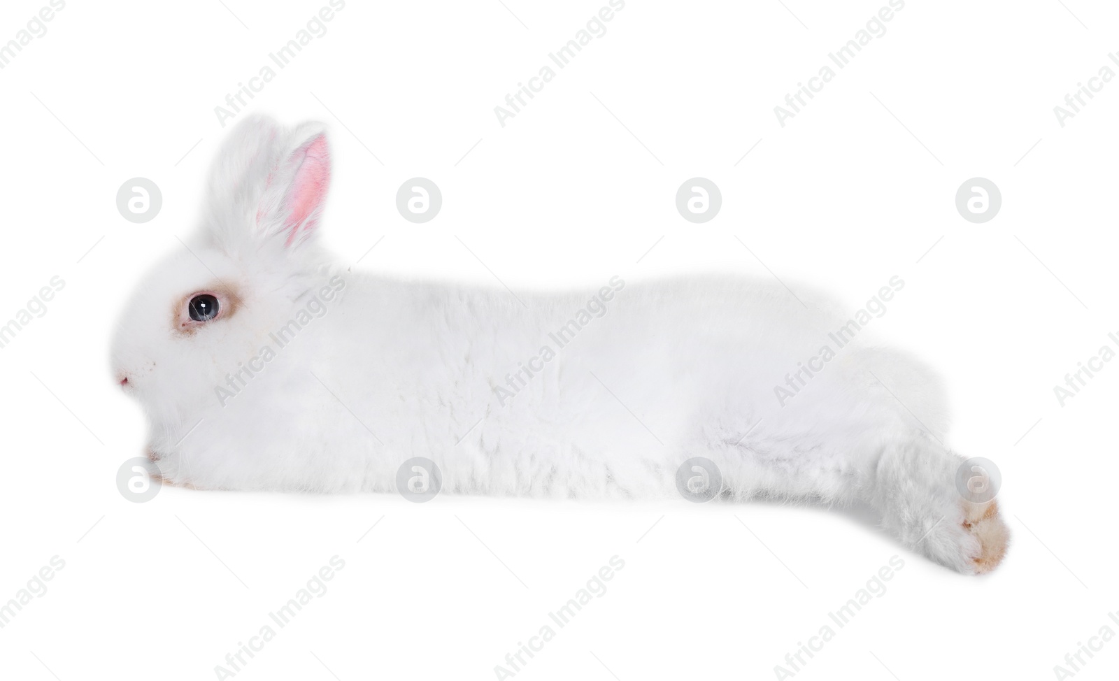 Photo of Fluffy rabbit on white background. Cute pet