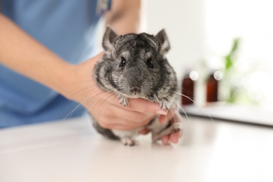 Photo of Professional veterinarian examining chinchilla in clinic, closeup
