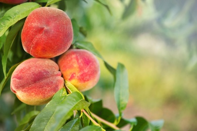 Fresh ripe peaches on tree in garden